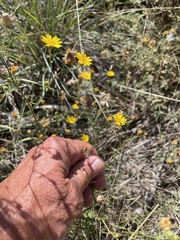 Croptilon divaricatum