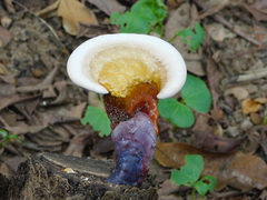 Ganoderma
