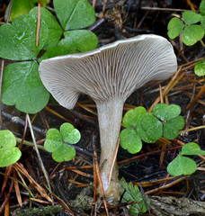 Clitocybe ditopa