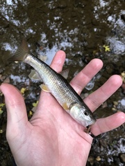 Nocomis leptocephalus