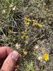 Croptilon divaricatum