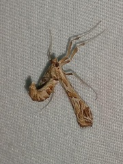 Lineodes