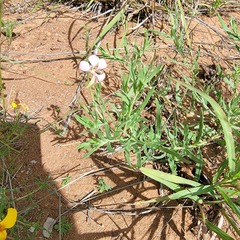 Oenothera suffrutescens