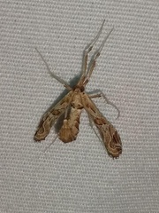 Lineodes
