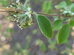 Lippia graveolens