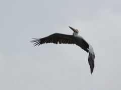 Pelecanus philippensis