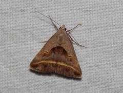 Acantholipes trimeni