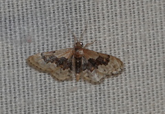 Idaea gemmata