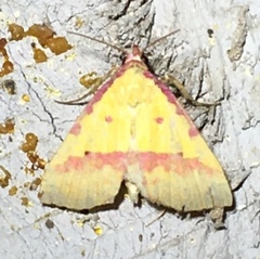 Phytometra rhodarialis