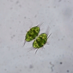 Desmidiaceae