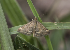 Pyrausta despicata