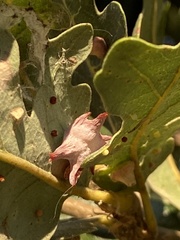 Cynips douglasii