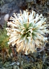Echinops spinosissimus