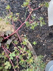 Portulaca oleracea
