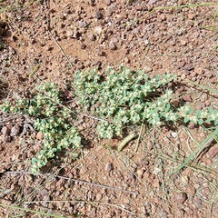 Euphorbia indivisa