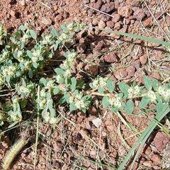 Euphorbia indivisa