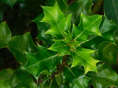 Acanthus ilicifolius