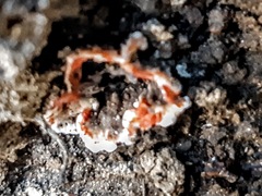 Stereum sanguinolentum