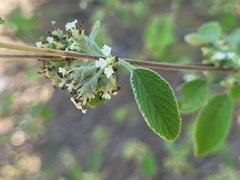 Lippia graveolens