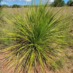 Dasylirion leiophyllum