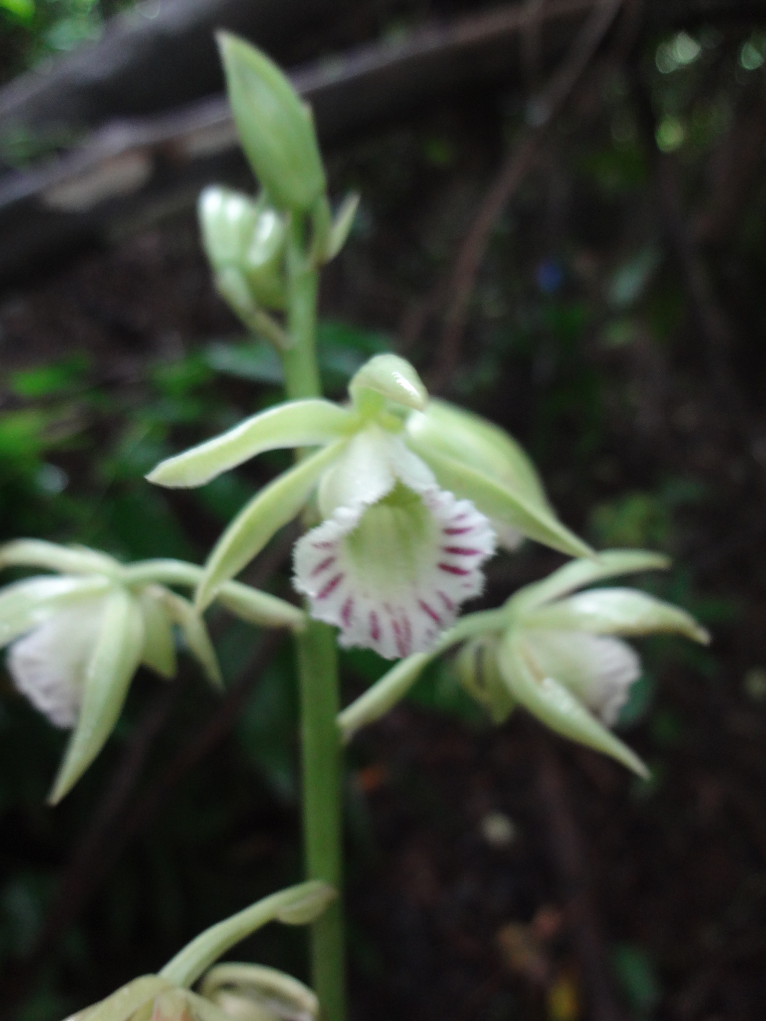 Galeandra beyrichii