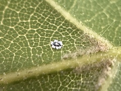 Aleuroplatus coronata