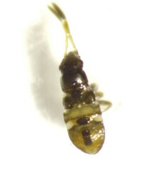 Scolopostethus thomsoni