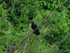 Eudynamys scolopaceus