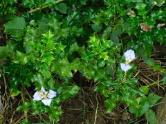 Acanthus ilicifolius