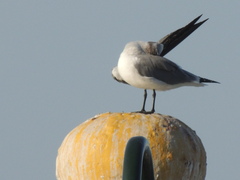 Leucophaeus atricilla