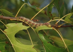 Anisota virginiensis