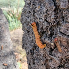 Anisota oslari