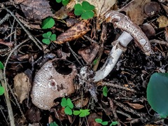 Agaricus sylvaticus