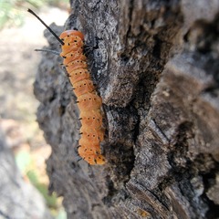 Anisota oslari