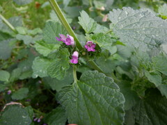 Ballota nigra