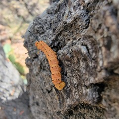 Anisota oslari