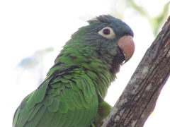 Thectocercus acuticaudatus