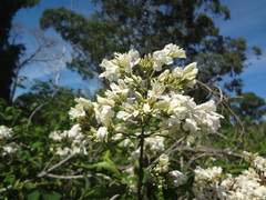 Fridericia florida