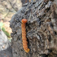 Anisota oslari