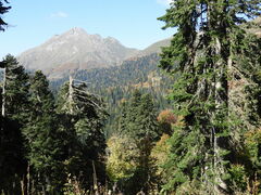 Abies nordmanniana
