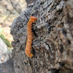 Anisota oslari