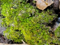 Nyholmiella obtusifolia