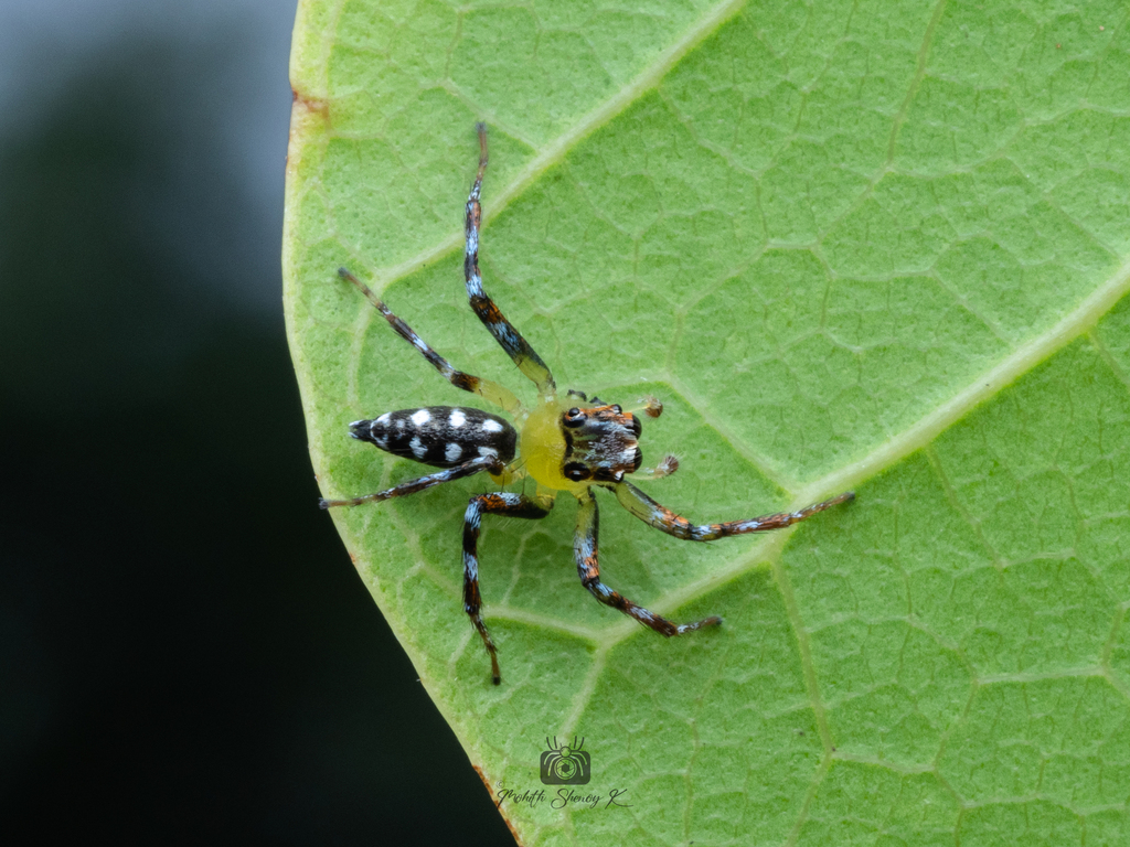 White-spotted Green Jumping Spider