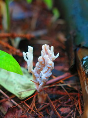 Clavulina rugosa