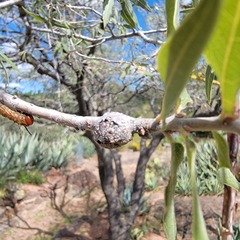 Callirhytis quercusbatatoides