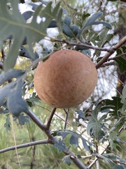 Andricus quercuscalifornicus