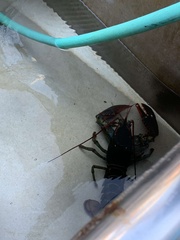 Homarus americanus