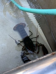 Homarus americanus