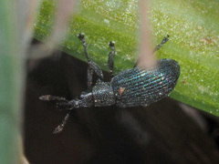 Perapion violaceum