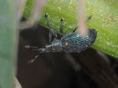 Perapion violaceum